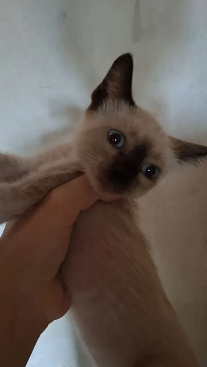 Gata Siamês  - Foto 2