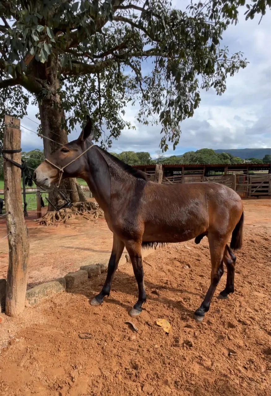 Burro  1,2 anos  - Foto 2