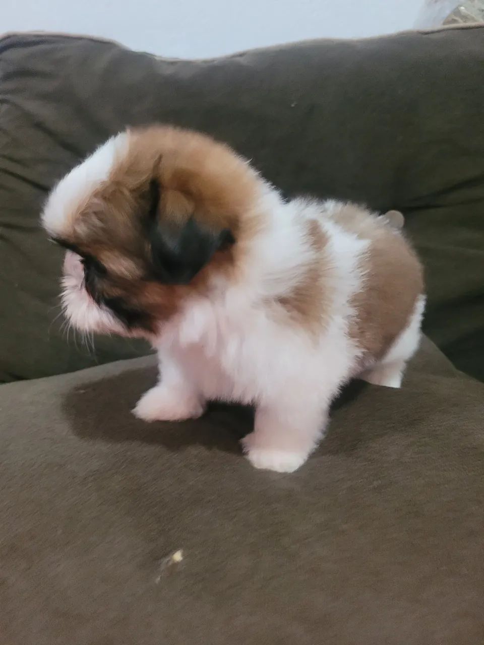 Shihtzu Filhote macho - Foto 2