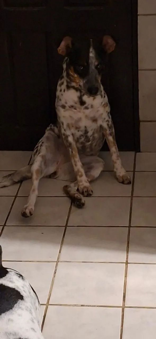Cadela para adoção - Foto 3
