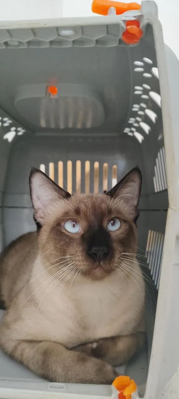 Gato siamês castrado - Foto 3