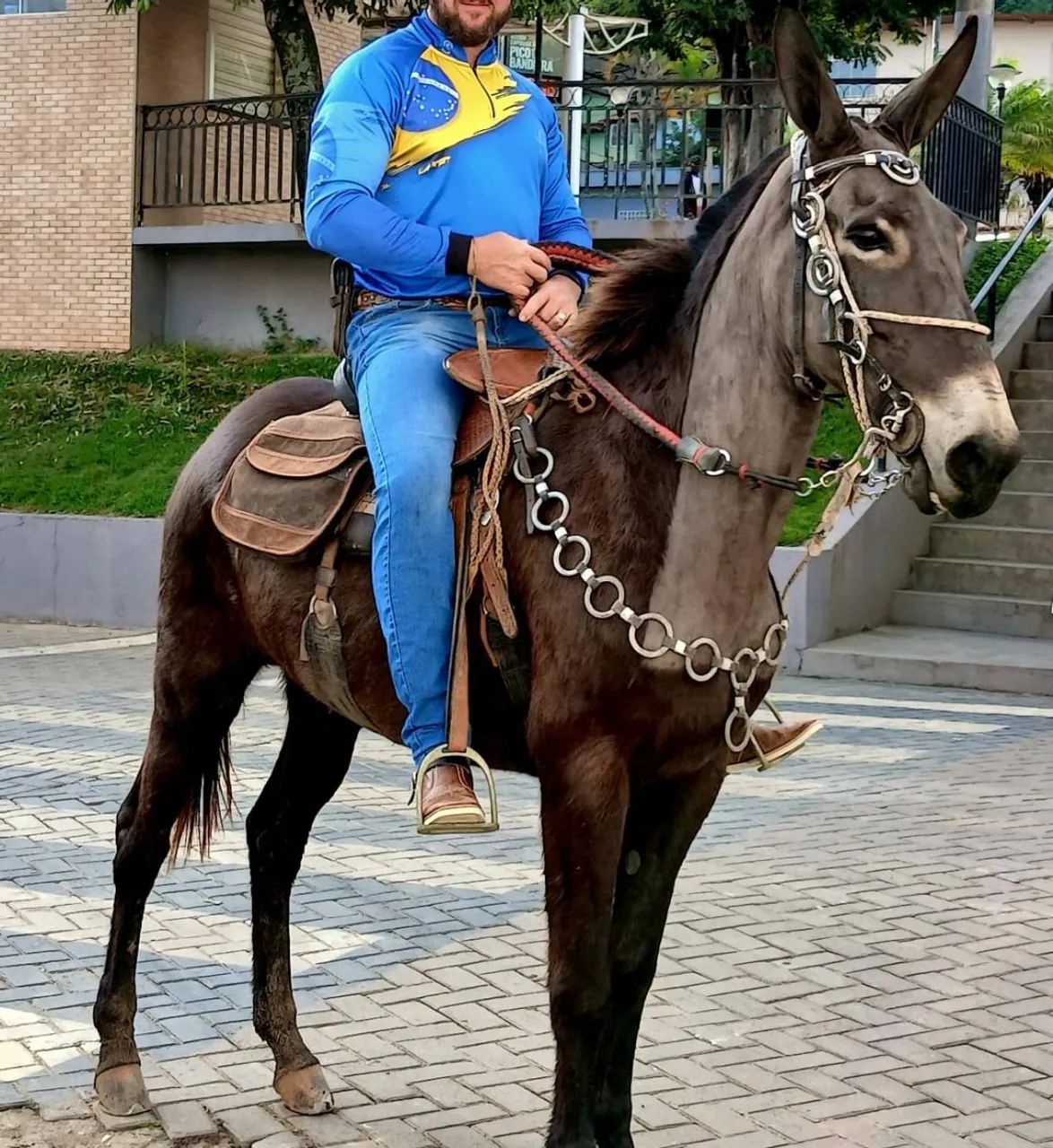 Mula de Patrão 