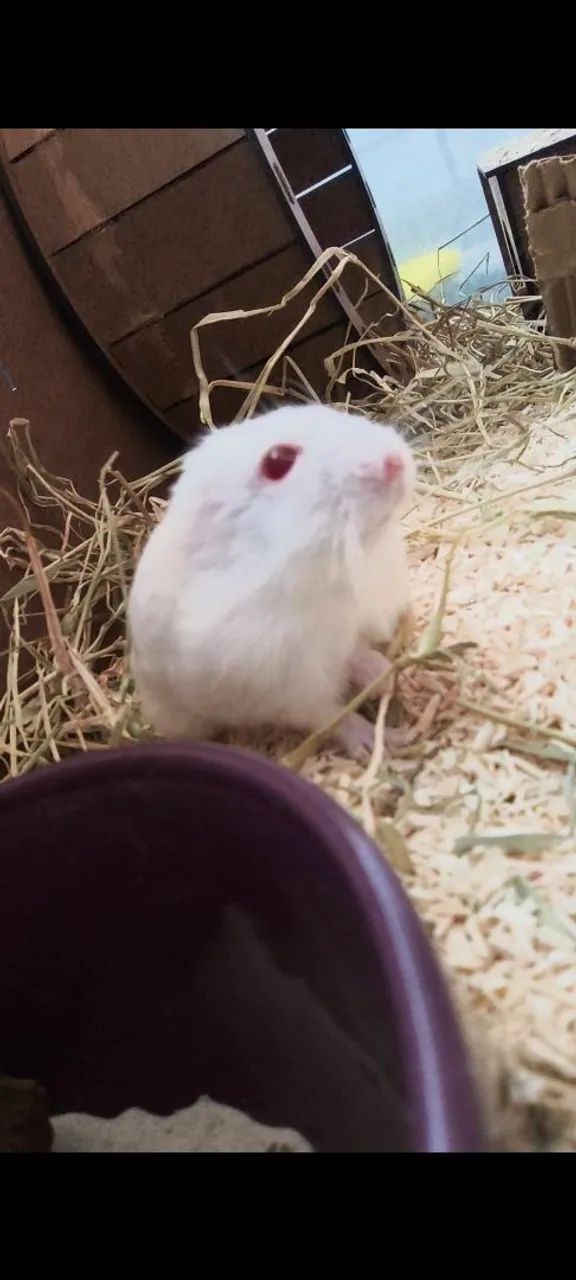 Hamster com terrário 