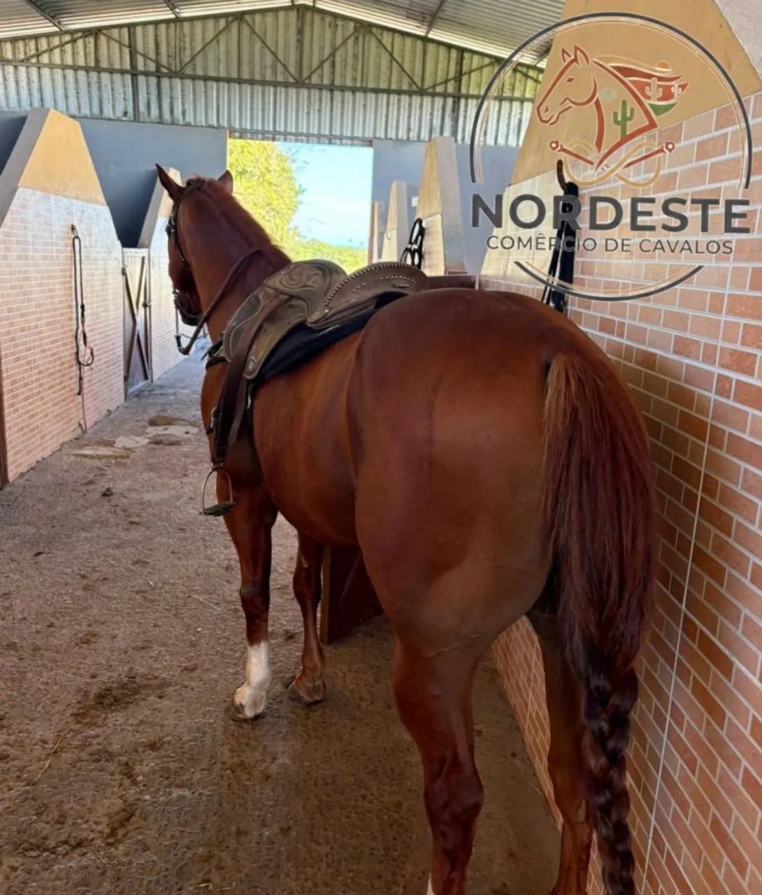 Cavalo de direita puro com documento  - Foto 4