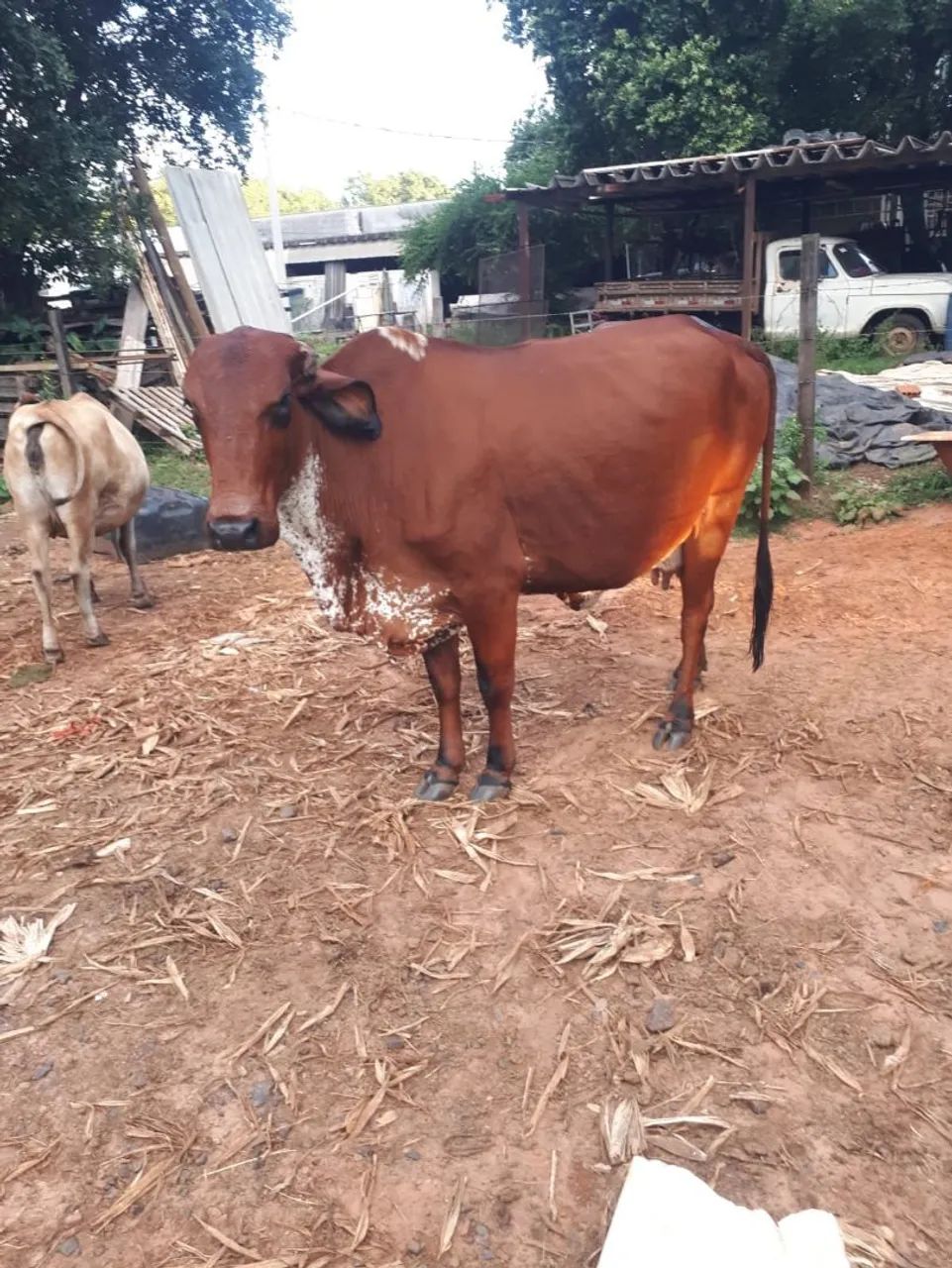 Vaca leiteira - Foto 2
