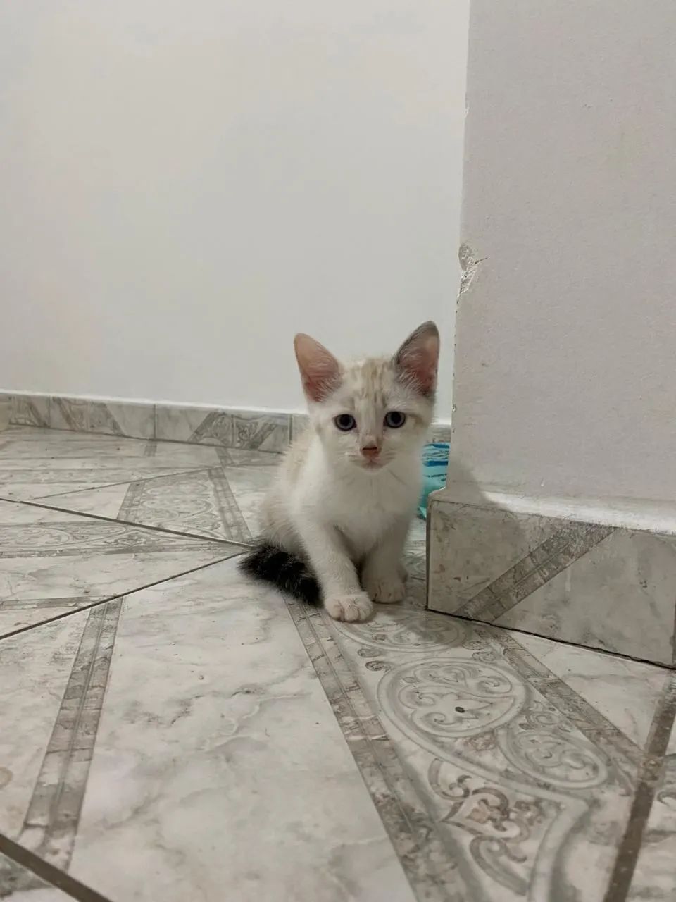 Doação de gatos 