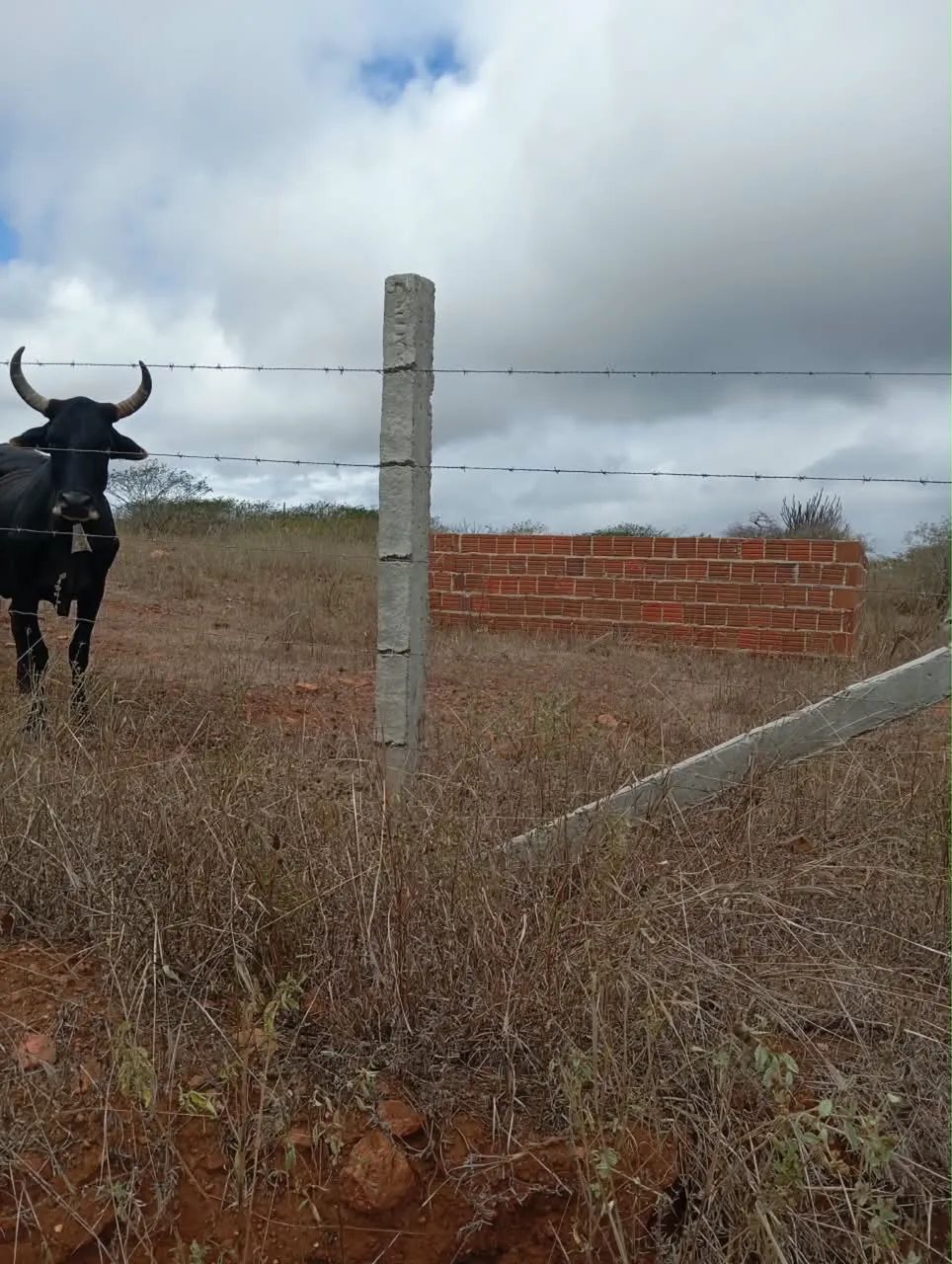 TERRENO DE 1 HECTARE À VENDA  - Foto 3