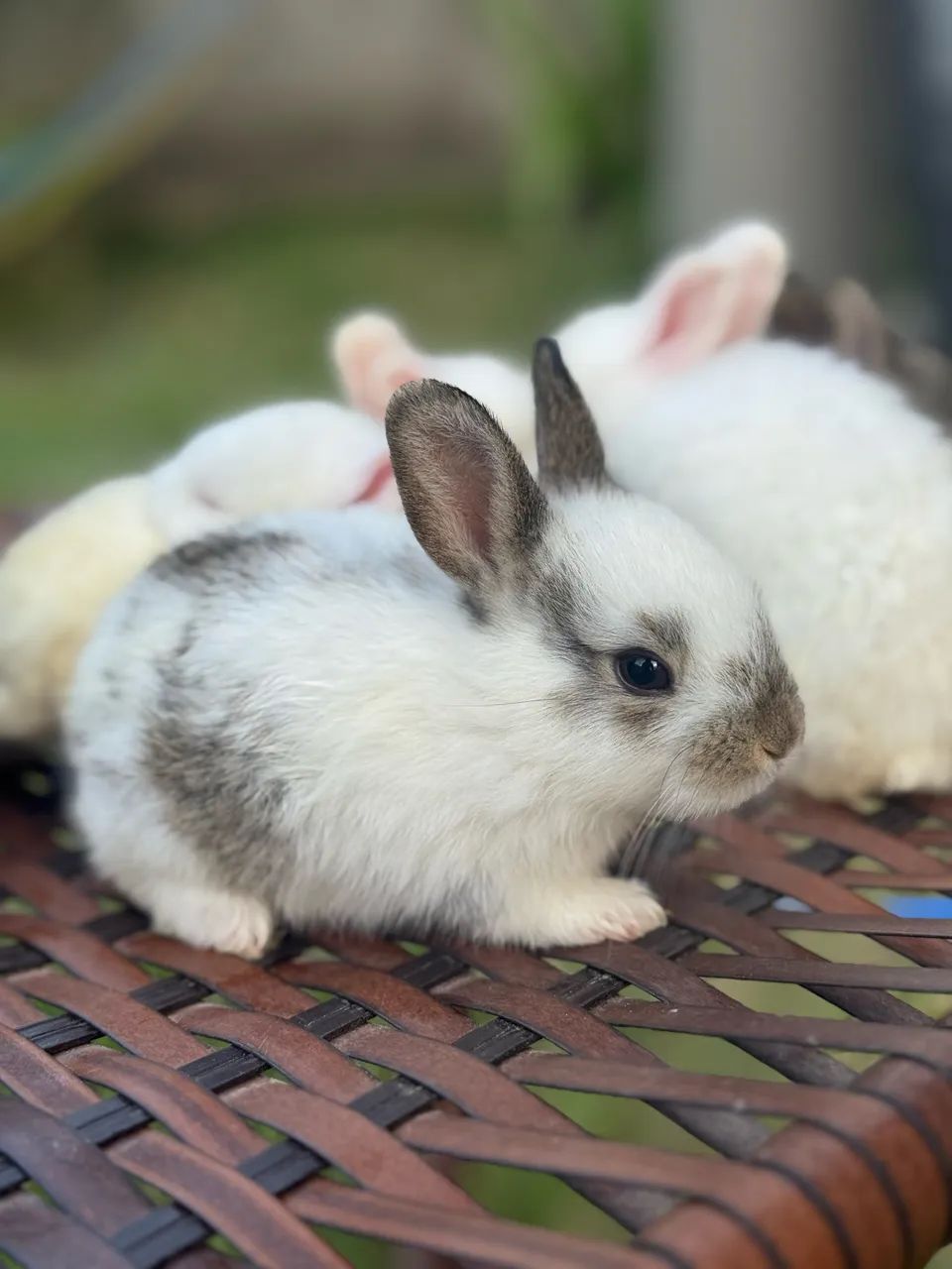 Filhotes de Coelhos  - Foto 6