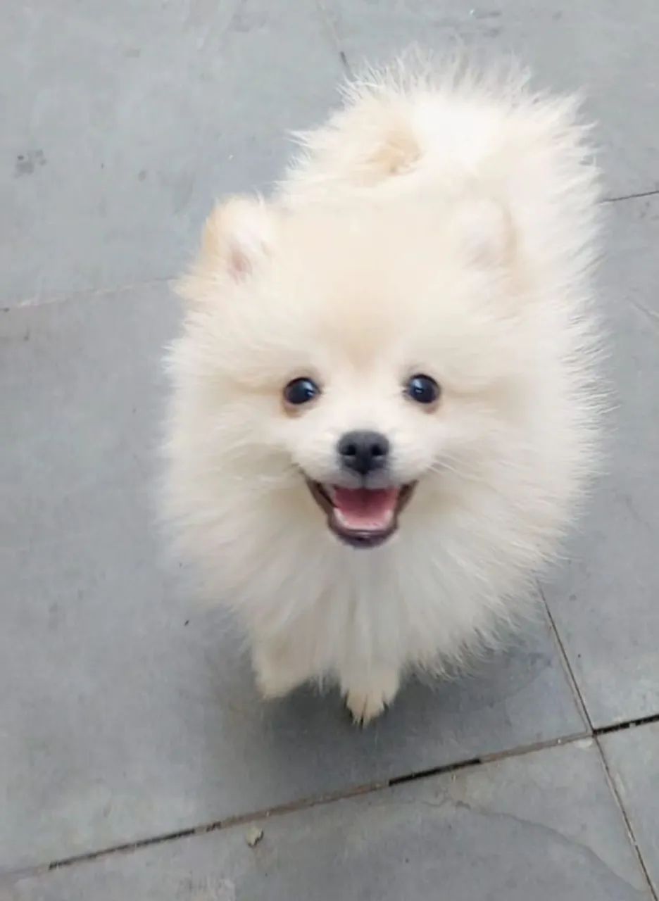 Lulu da Pomerânia  - Foto 3