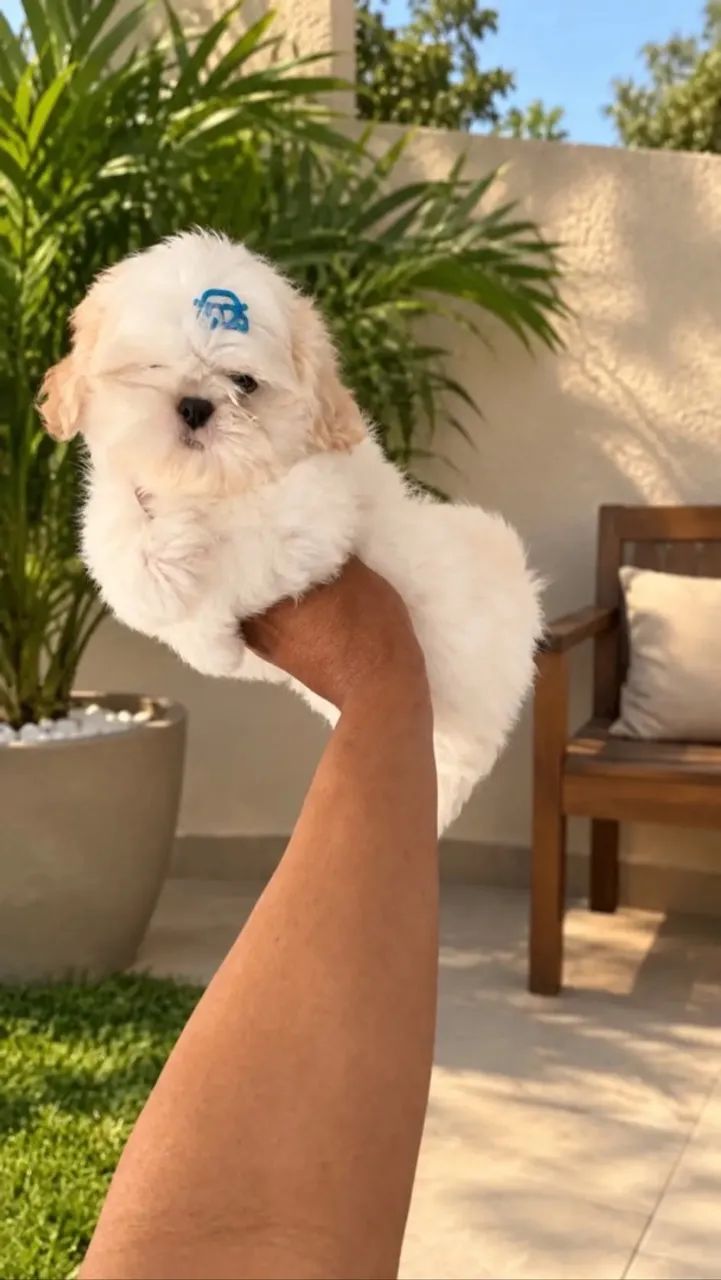 Cachorro