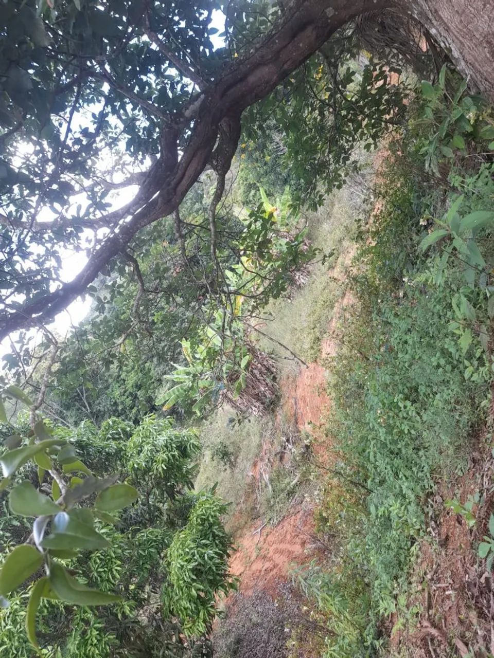 Vendo lindo terreno em Santa Teresa - Foto 3