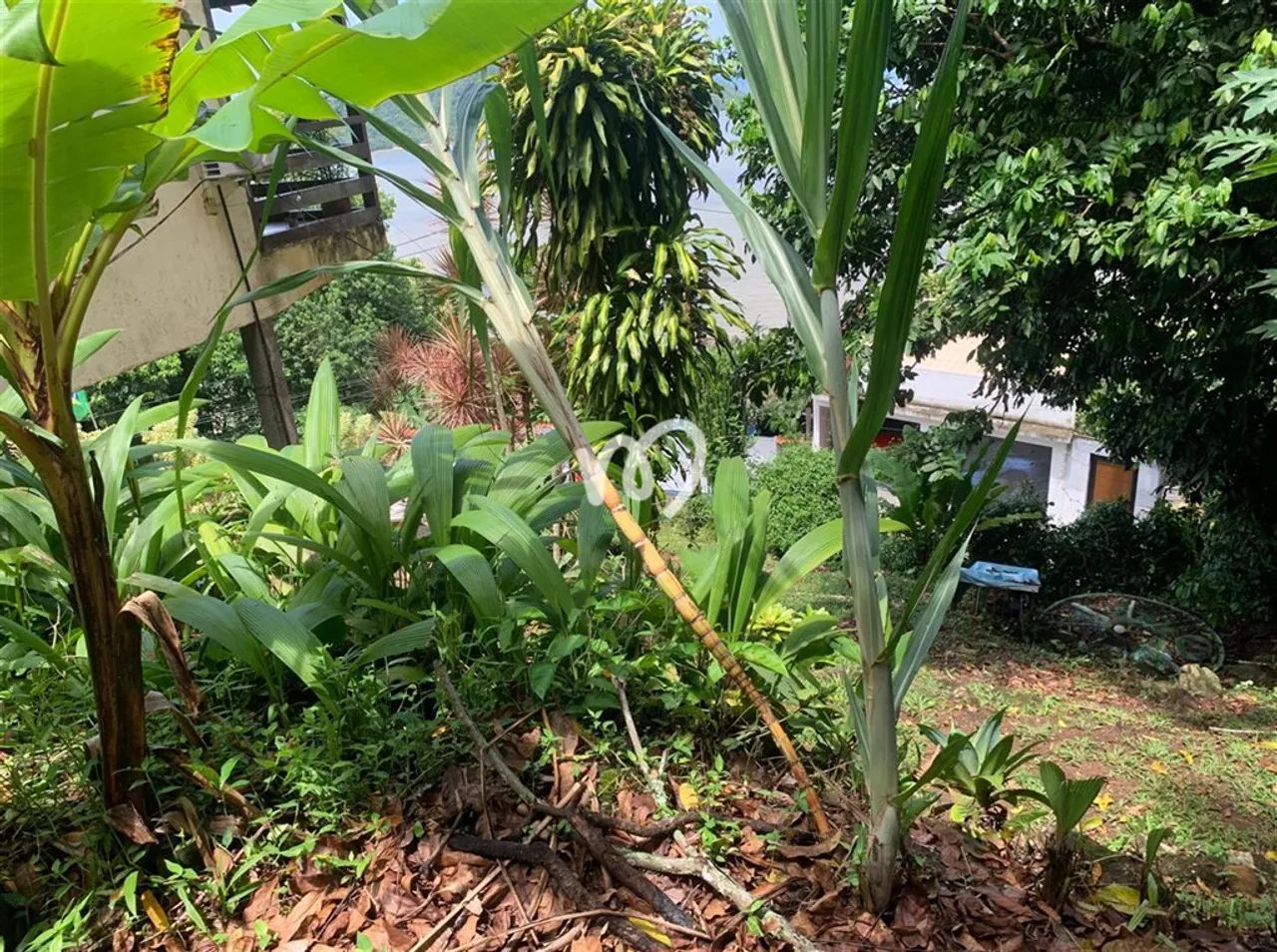 TERRENO de FÁCIL ACESSO à PRAIA de JUNQUEIRA - Foto 4