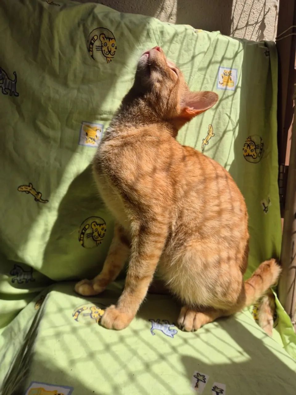 Adoção de gatinhos - Foto 2