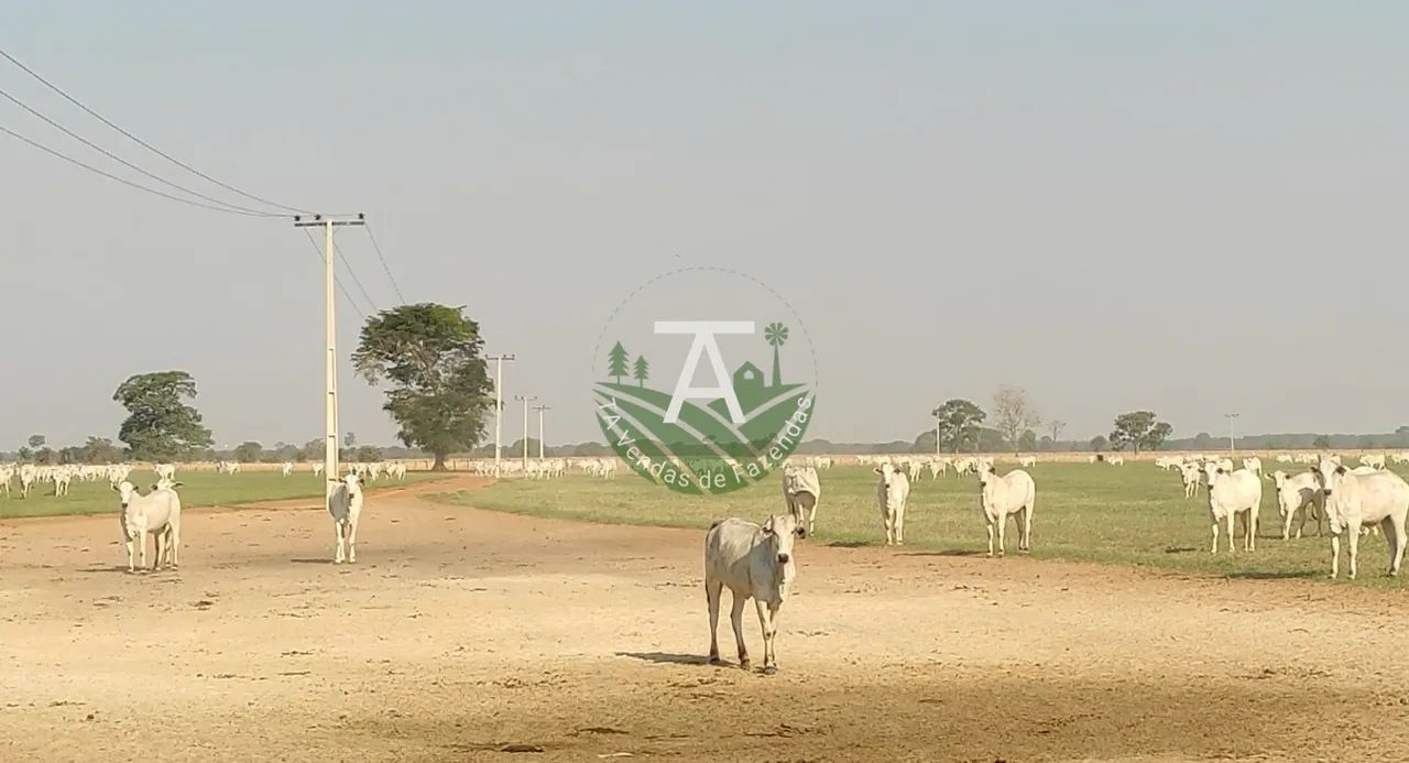 Fazenda em Jussara - Foto 5