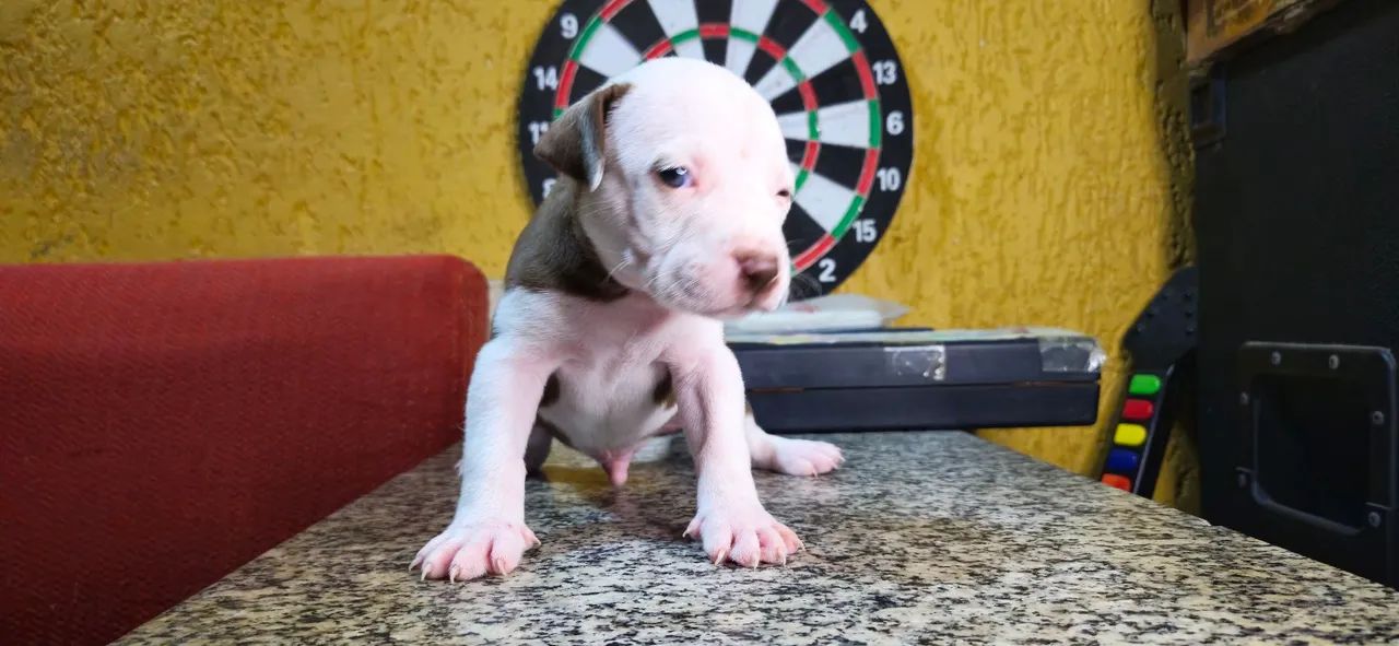 Filhotes de pitbull - Foto 4