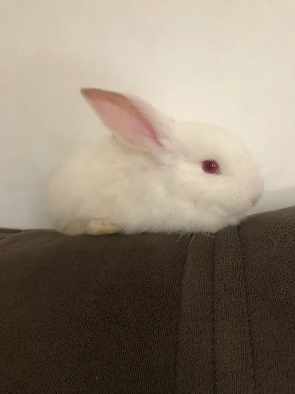 Coelho fêmea filhote nova zerlandia branco  - Foto 3
