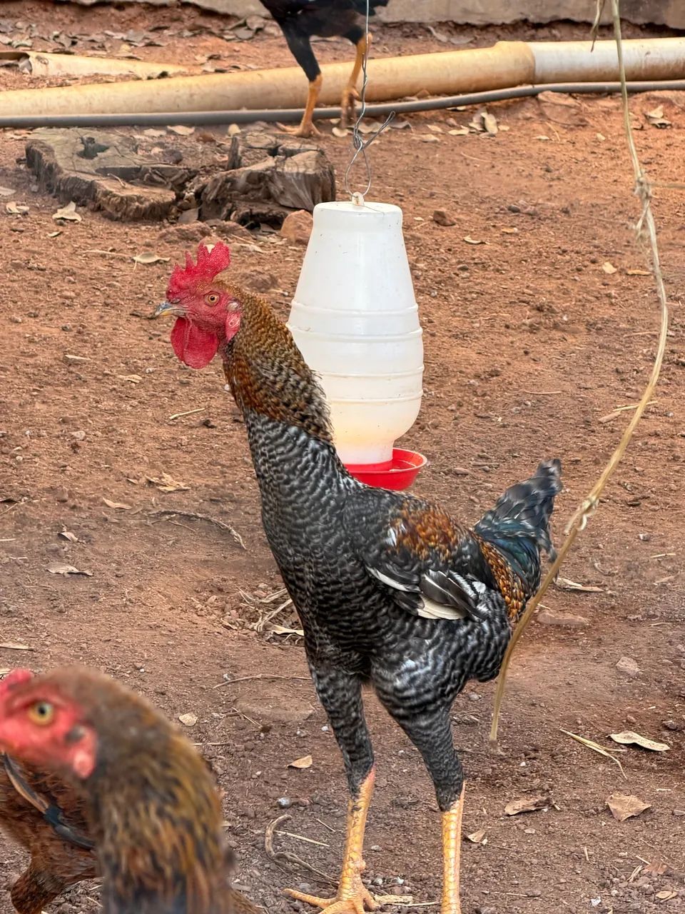 Frango caipira milho e pasto - Foto 5