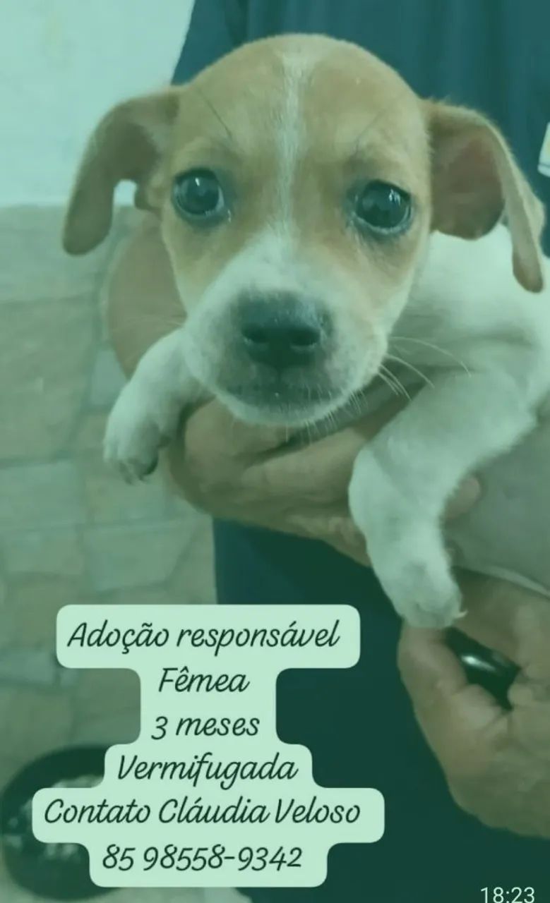 Fofulas para adoção  - Foto 2