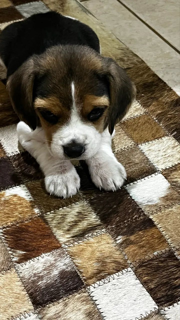 BEAGLE MINE 13 POLEGADAS ÚLTIMO!!! PARA EXIGENTES COM GARANTIAS 