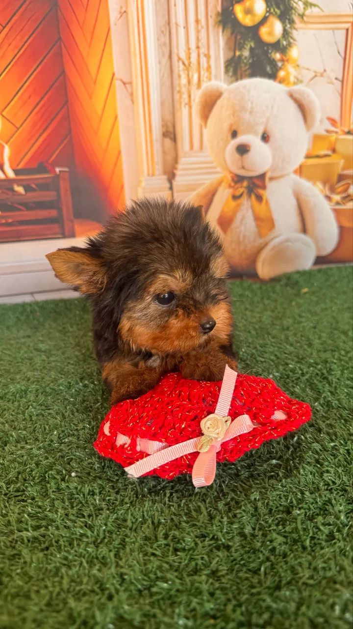 Yorkshire Terrier macho  - Foto 3