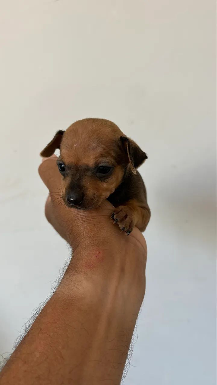 Pinscher 0 machos e fêmeas
