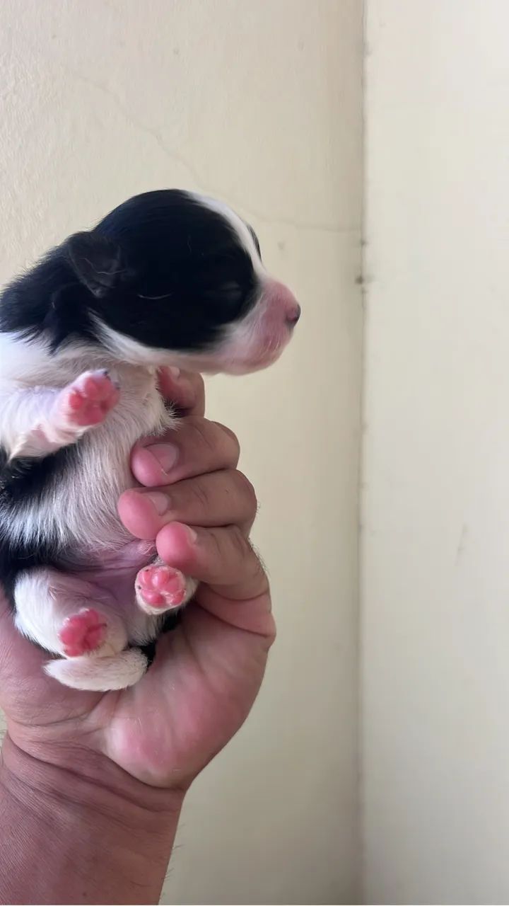 Cachorro  - Foto 2