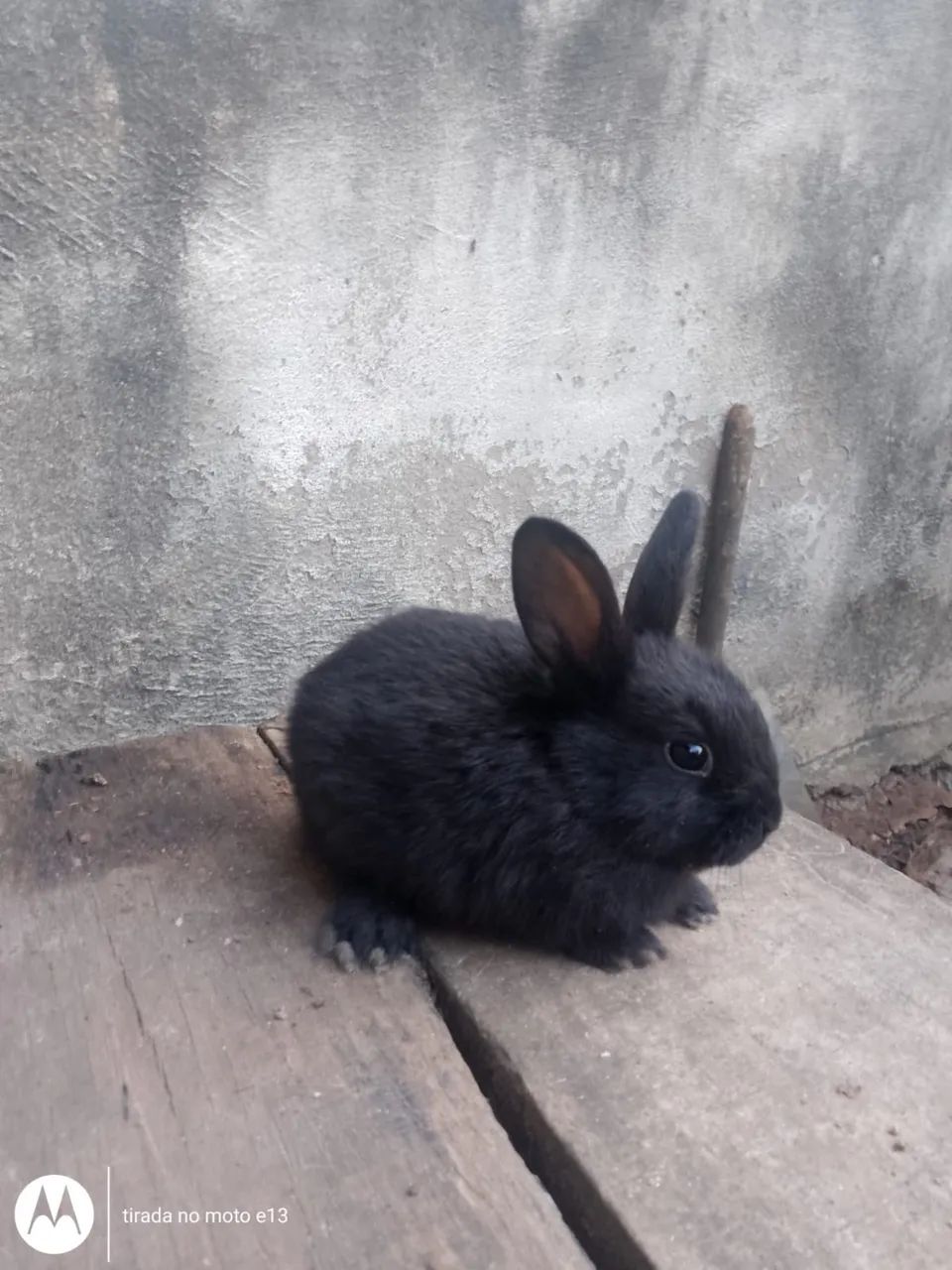 Coelhos  - Foto 3