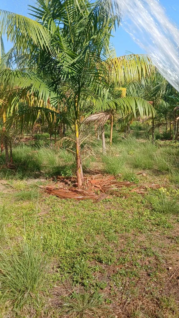 Vendo chácara com plantio de açaí - Foto 2