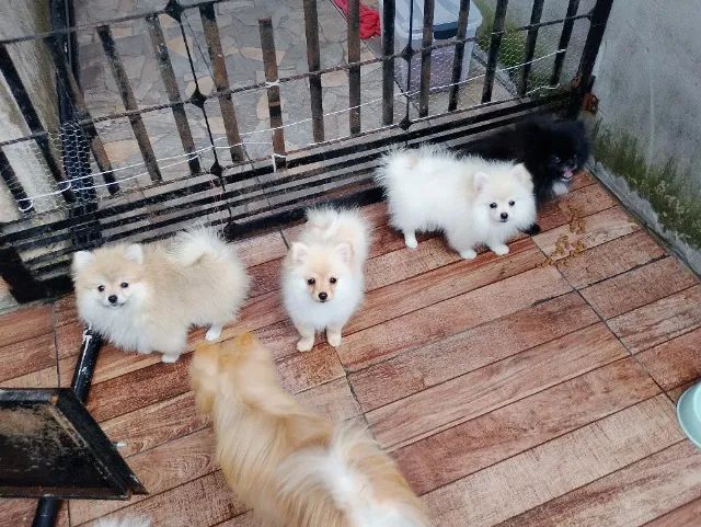 Spitz alemão  - Foto 4