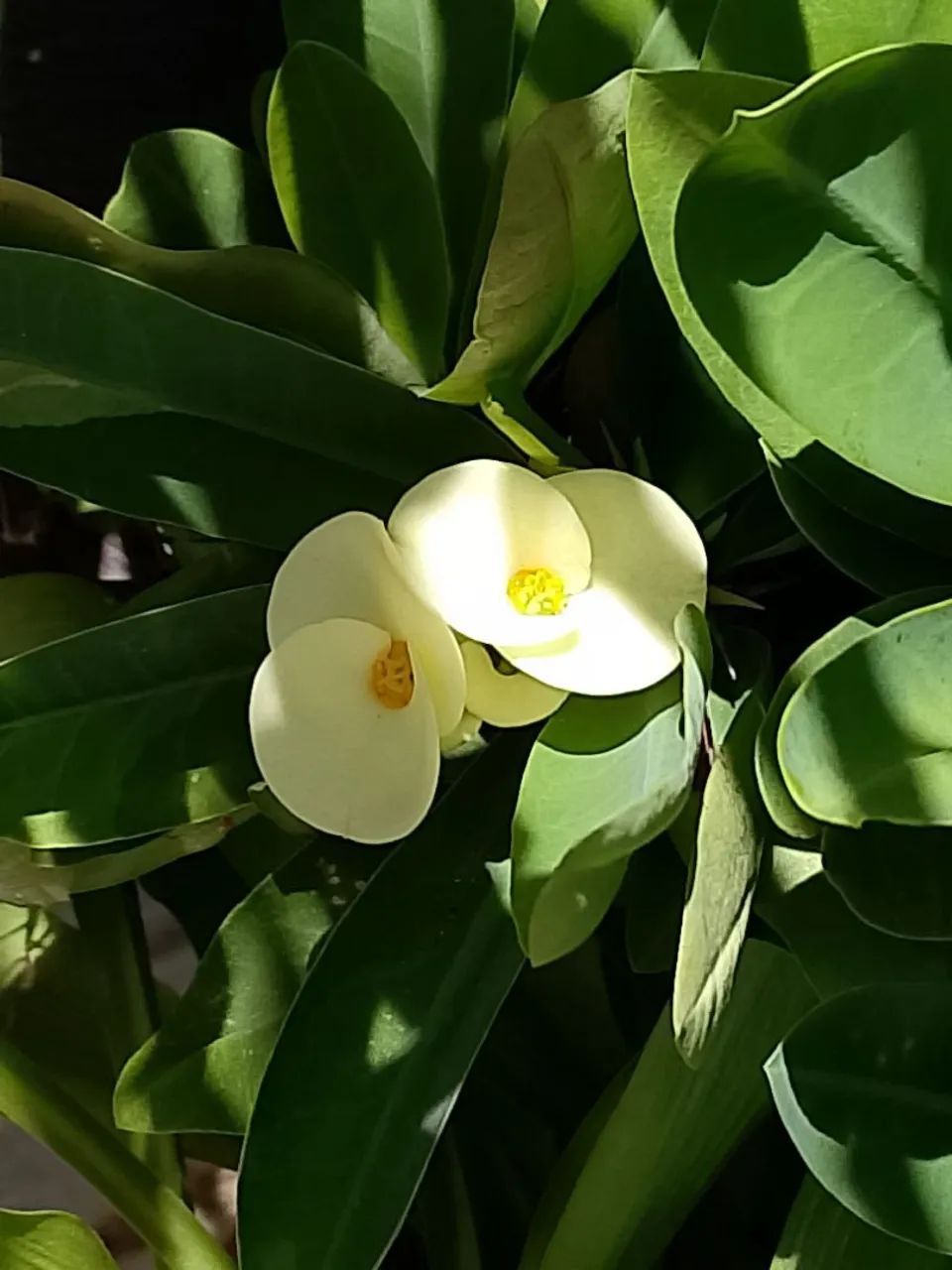 Vendo plantas diversas - Foto 5