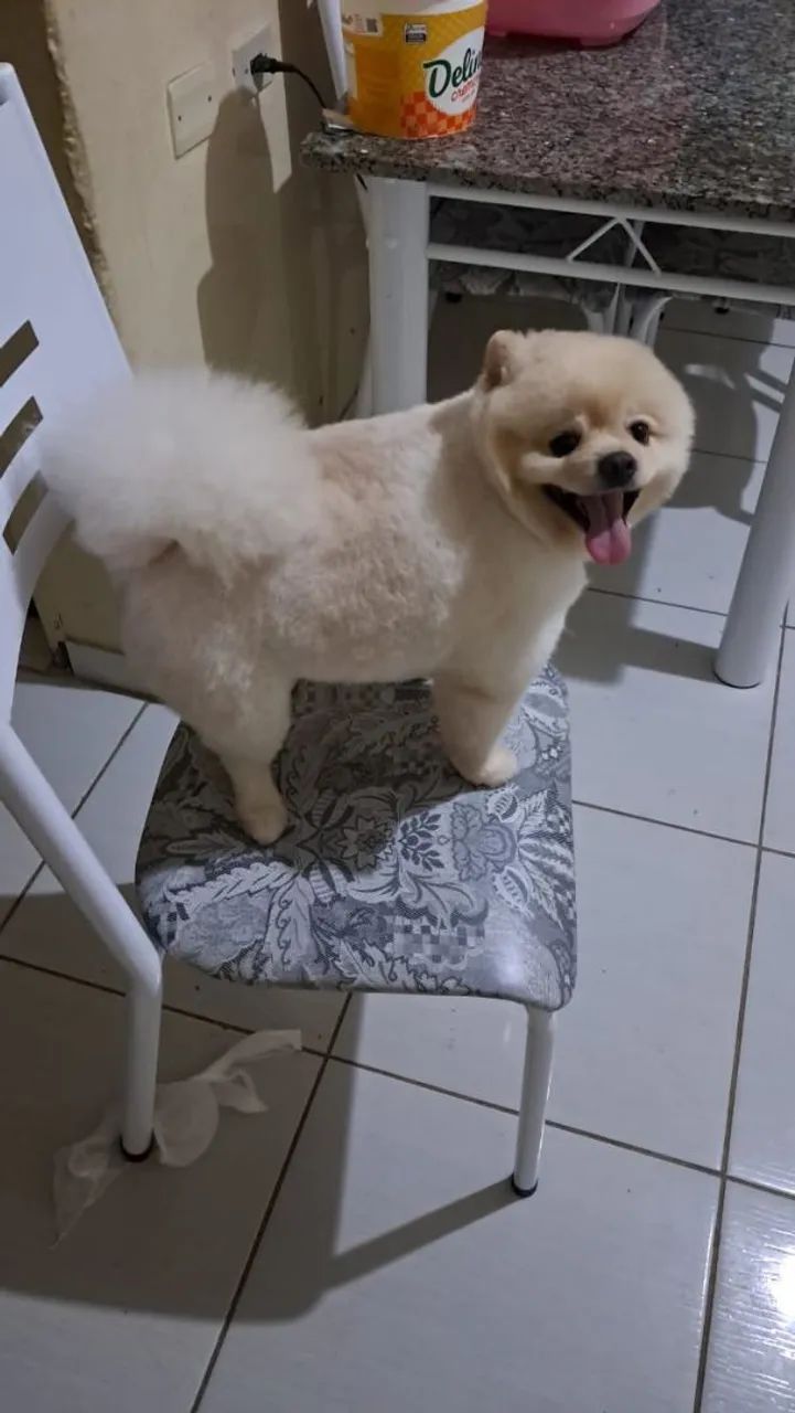 Lulu da palmeranea  - Foto 4