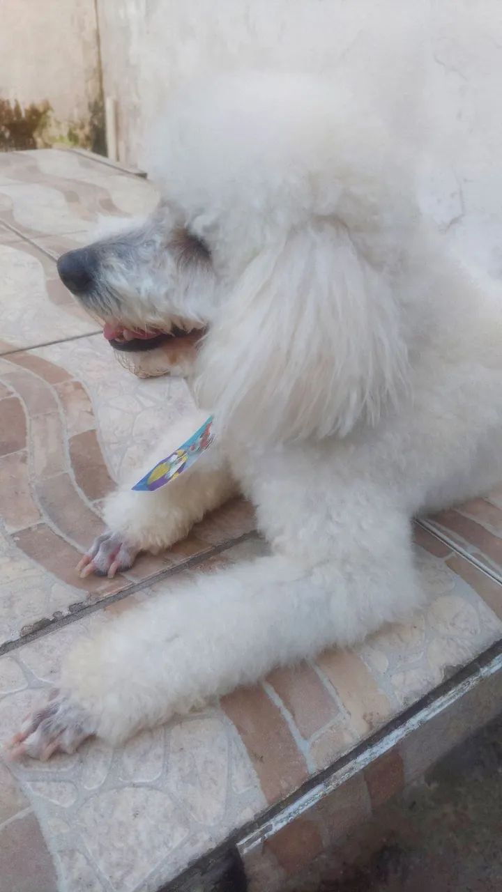 Poodley para doação  - Foto 2