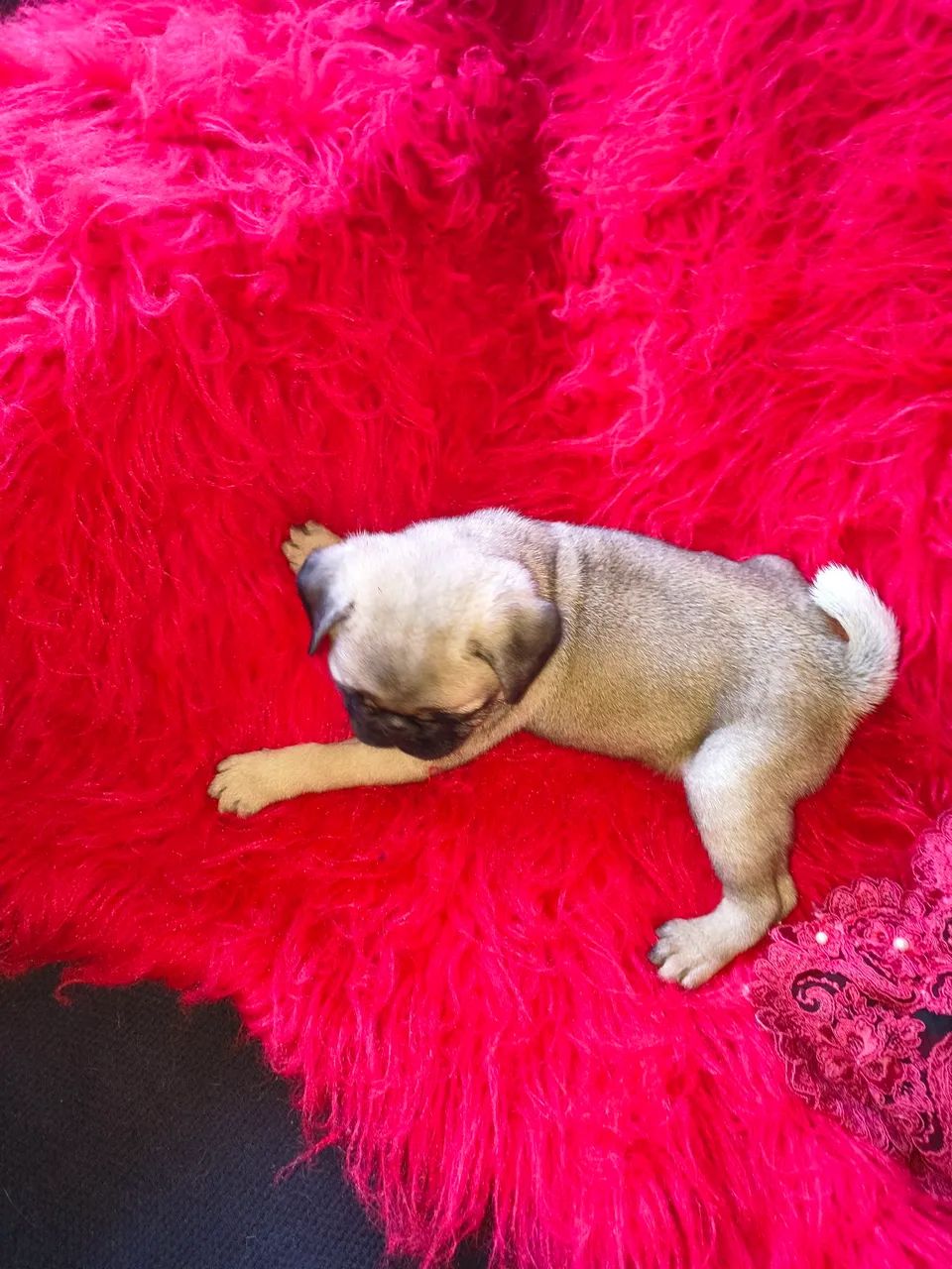 Lindo  Pug - Foto 5
