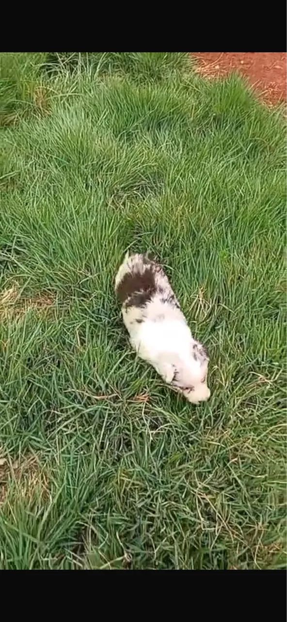 Cachorro  - Foto 5