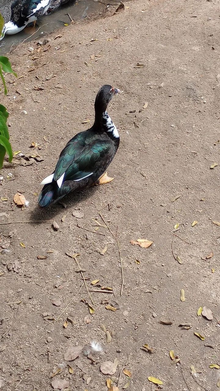 Patos  - Foto 2