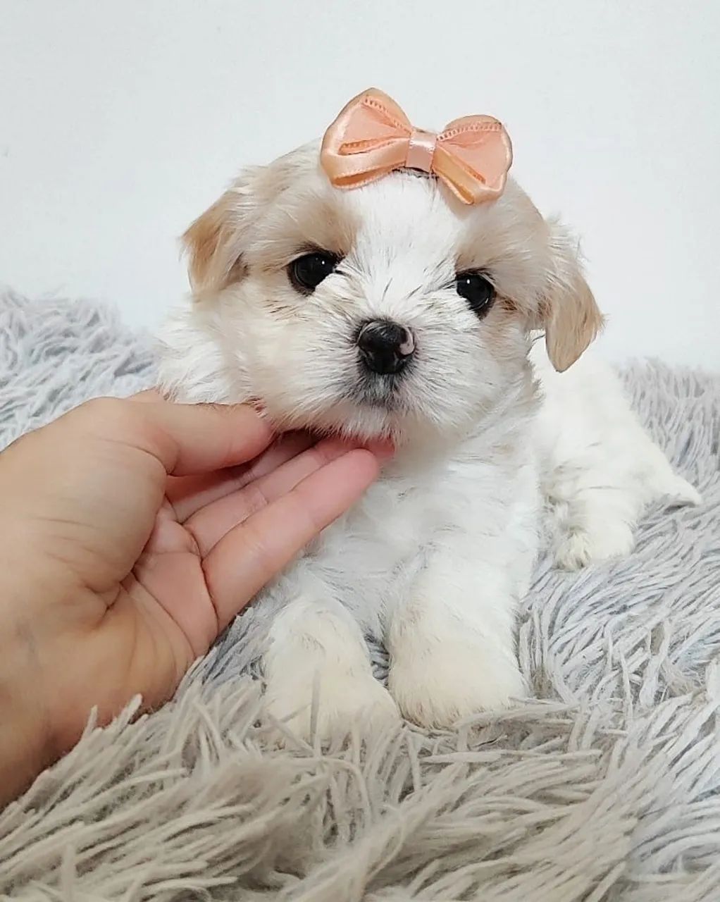 Shih tzu mini lindos 