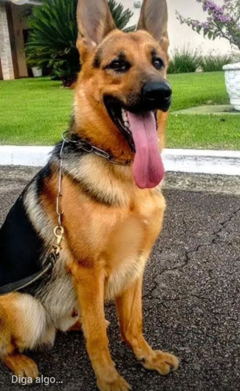 Pastor alemão  - Foto 5