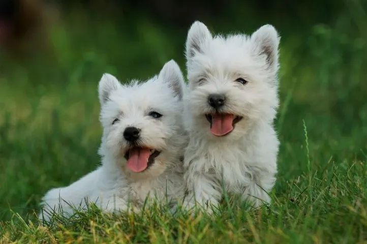 West Terrier Machos e Femeas 