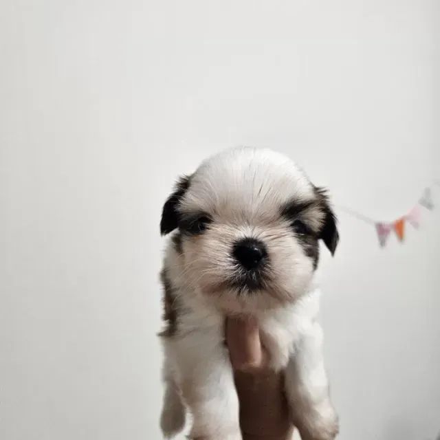Filhotes Macho e Fêmea Dóceis Shih tzu/shitzu SP