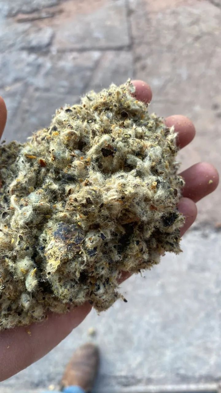 Torta de Algodão com a Melhor Qualidade!