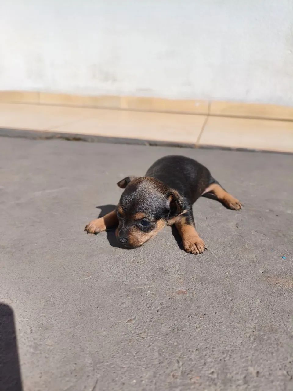 Pinscher 0 - Foto 4