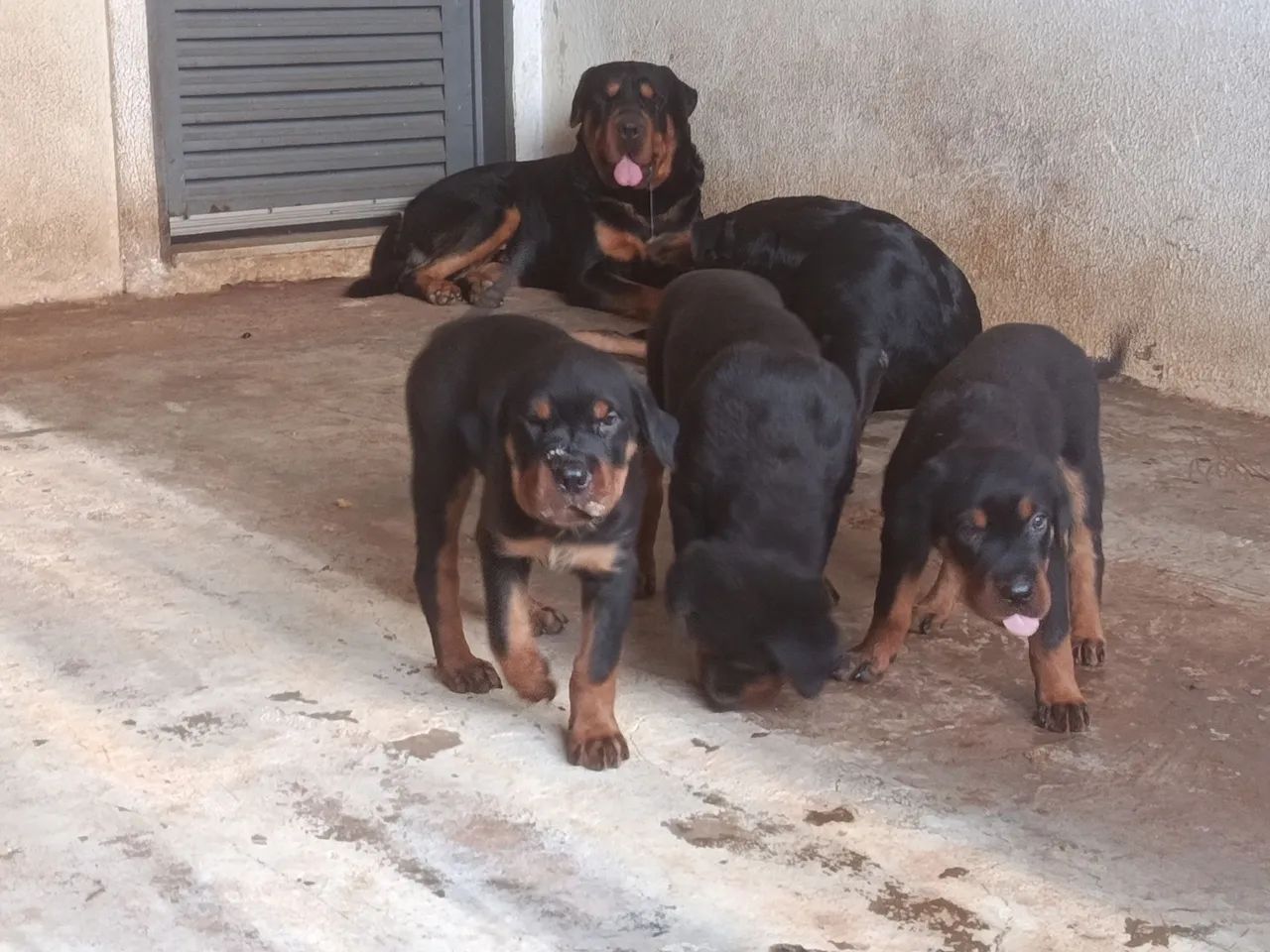 Cachorro rottweiler  - Foto 3