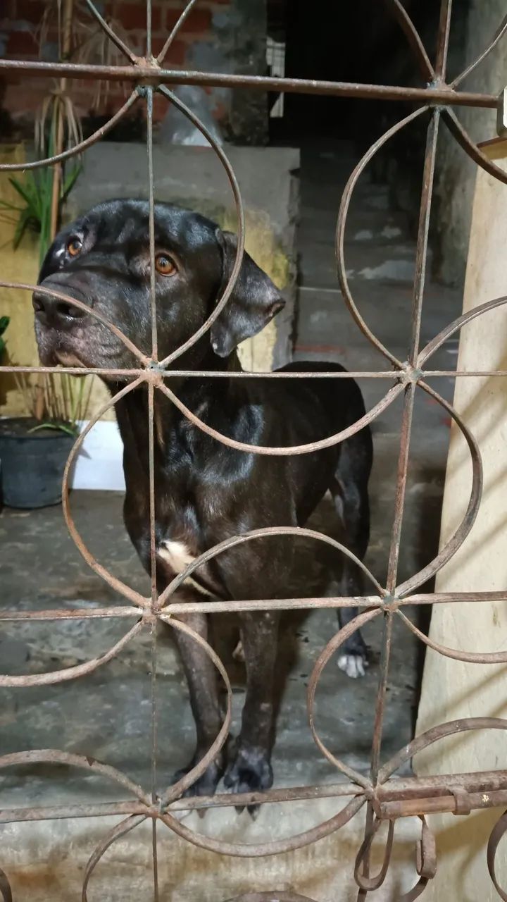 Cachorro para doar - Foto 3