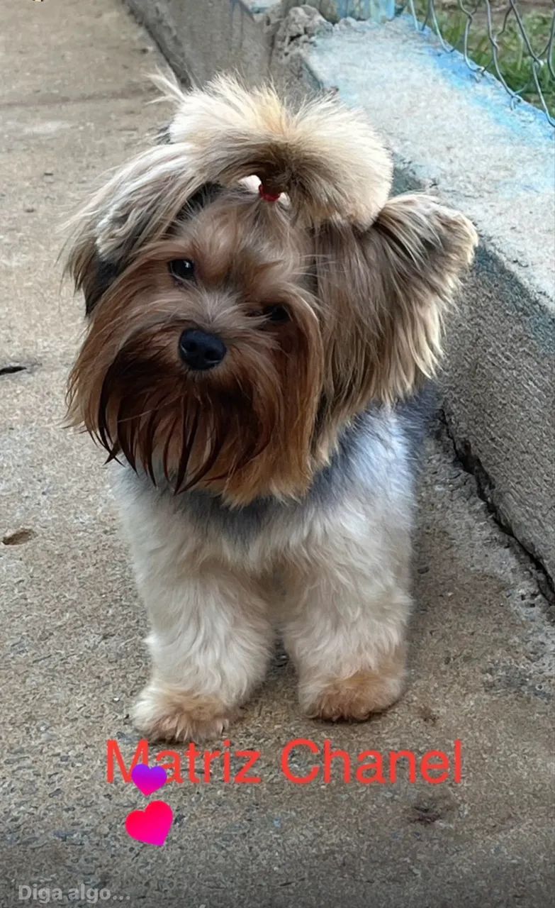 Cachorro yorkshire  - Foto 5