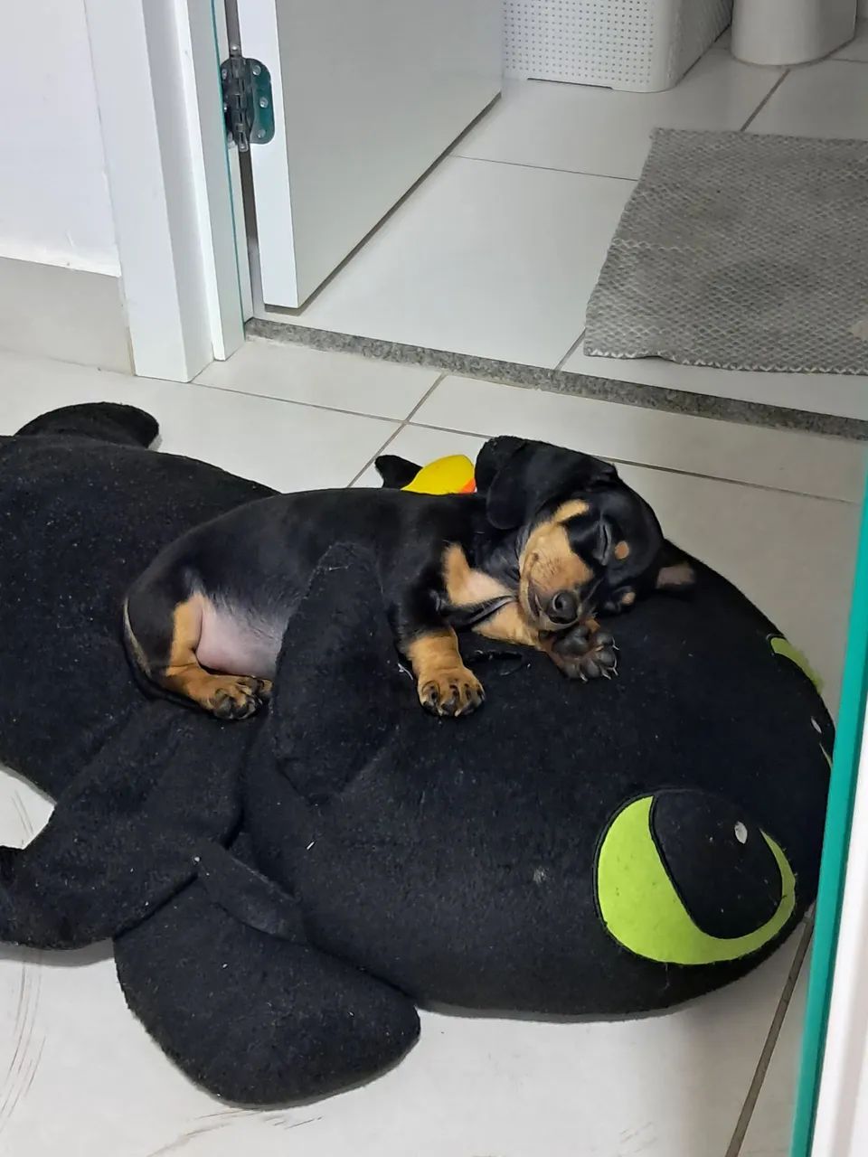 Dachshund - Foto 3