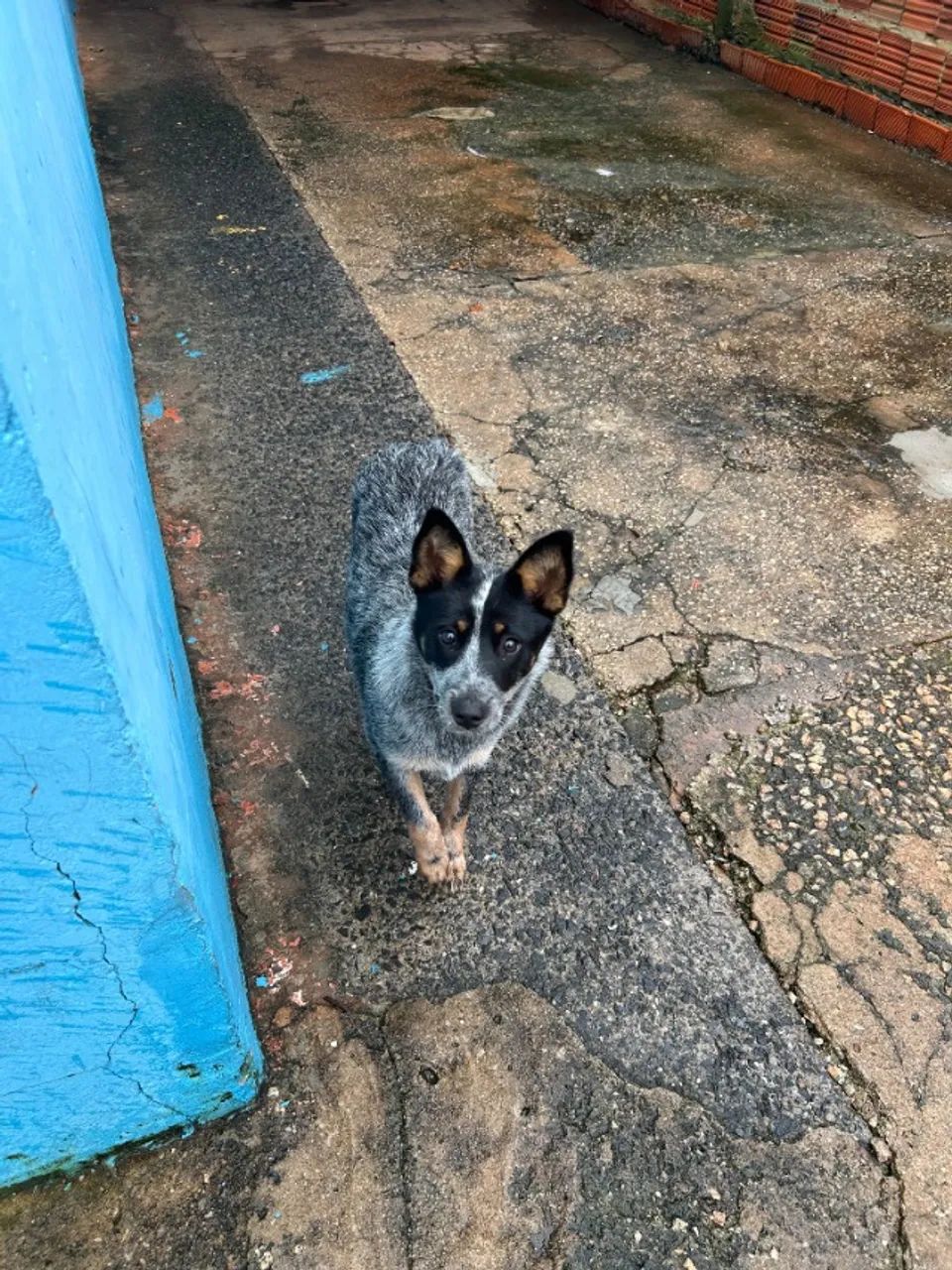 Filhote de cachorro  - Foto 2