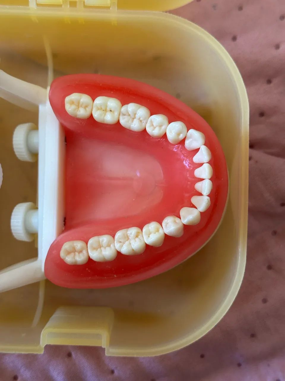Manequim Top Dentística Pd100  - Foto 2