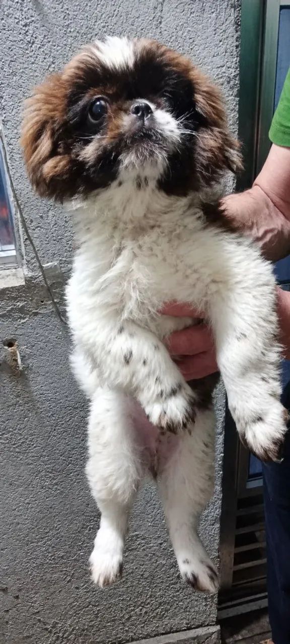 Shih-tzu macho - 4 meses - Foto 2