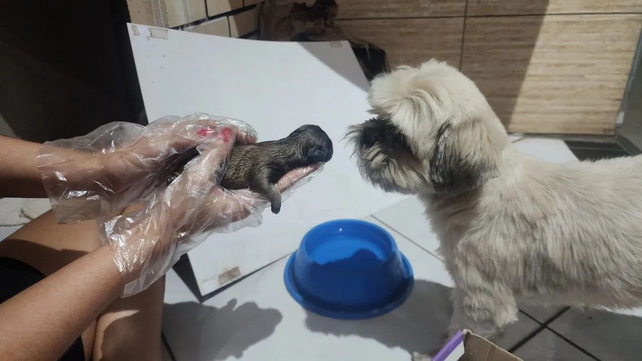 Vendo Shitsu  - Foto 4