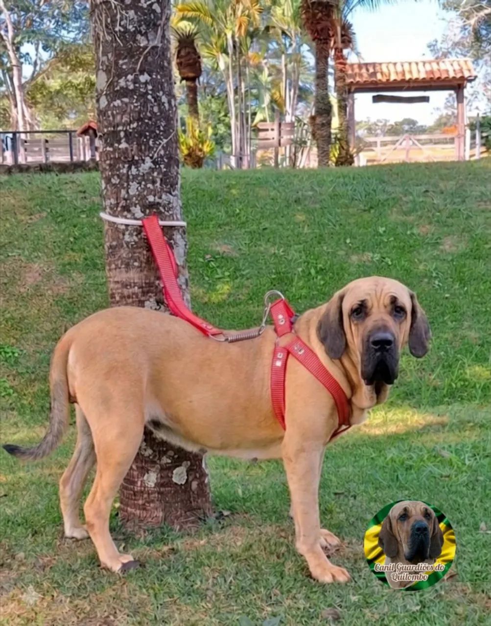 Fila Brasileiro  - Foto 2